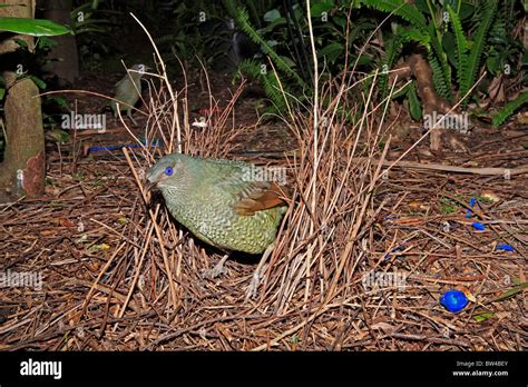 Satin bowerbird nest hi-res stock photography and images - Alamy