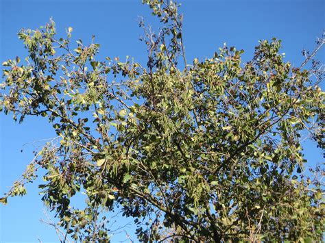 Discovering Varieties of Alder Trees and Shrubs