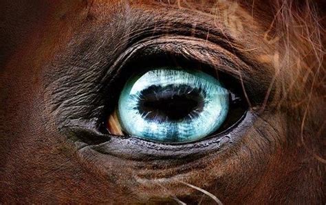 Pin by Gail Rubke on A Passion For HORSES ♥ | Horses, Pretty horses ...