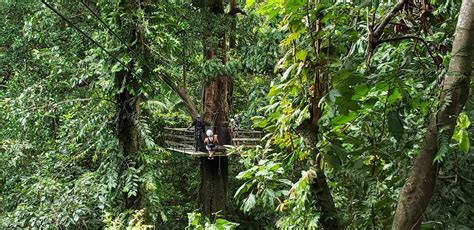 Rainforest Adventures in St. Lucia