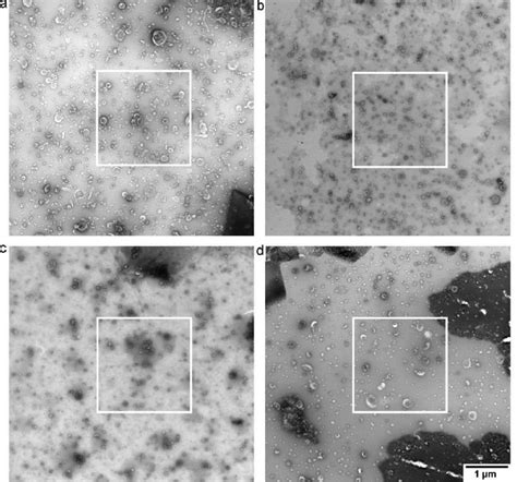 Overview of images after operator image selection. TEM images obtained... | Download Scientific ...