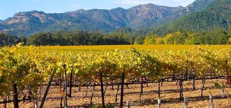 Willamette Valley Vineyards - Wine Country Tour - Great Oregon Tours