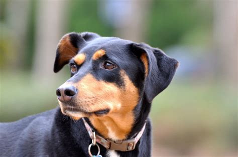 79+ Red Rottweiler Doberman Mix Pic - Codepromos