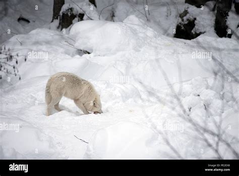 Arctic wolf eating hi-res stock photography and images - Alamy