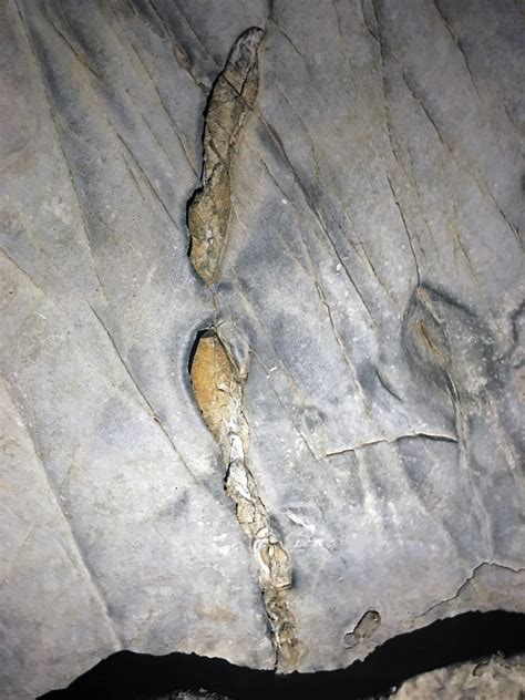 Chert nodules in limestone (Great Relief Hall, Mammoth Cav… | Flickr