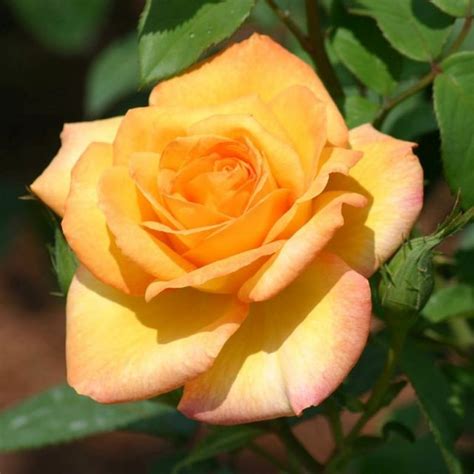 Gold Medal Rose | Star Nursery Garden and Rock Centers