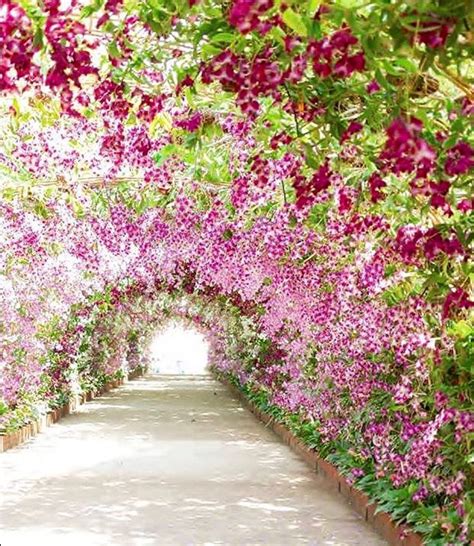 This beautiful flower tunnel almost looks like it leads to heaven 🌸🌺 ...