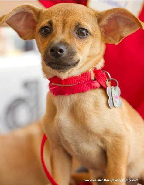 32 Chihuahua terrier mix ideas | chihuahua terrier mix, terrier mix, chihuahua