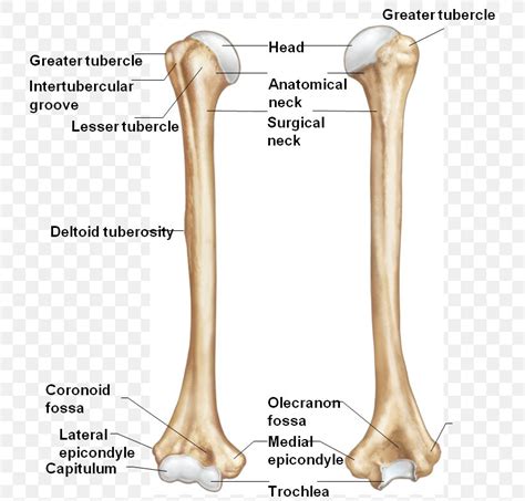 Greater Tubercle Of Humerus