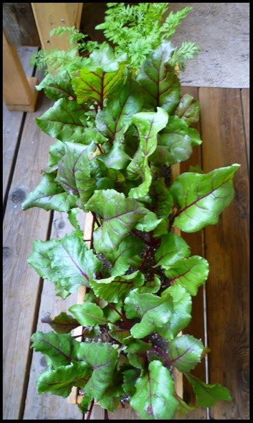 Patio of Pots: How to Grow Beets in Containers