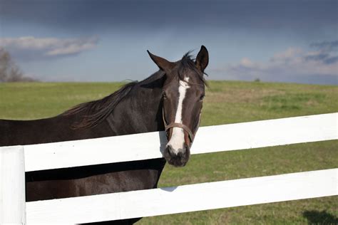 What Is the Best Kind of Fence for a Horse Pasture?