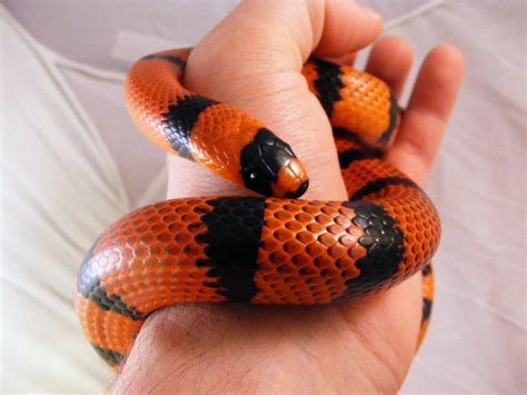 my Pet snake 'Noodle' | Pet snake, Small pets, Pet supplies