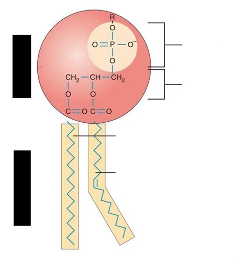 Phospholipid Structure Labeling Diagram | Quizlet