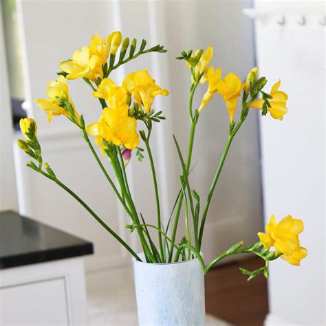 Freesia Single Yellow | Freesia Lacteal Corms | Fragrant Yellow ...