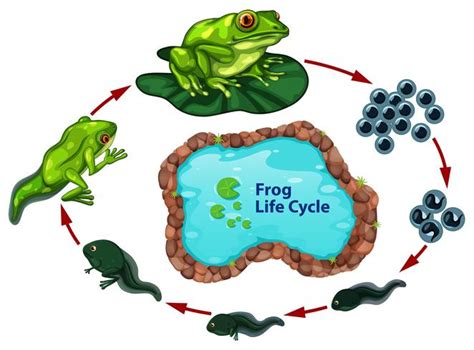 The frog life cycle 293192 Vector Art at Vecteezy