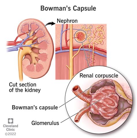 Bowman's Capsule: Anatomy, Function & Conditions