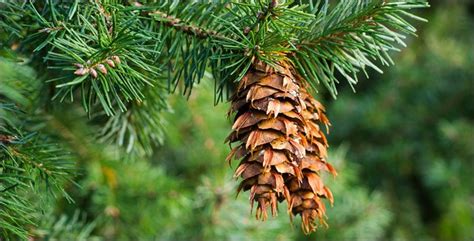 Best Trees to Plant for a Pacific Northwest Region's Backyard