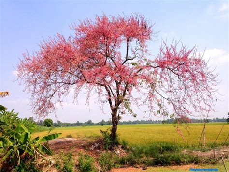 Anh đào Nhật Bản ư? Không, bông ô môi miền Tây đó!