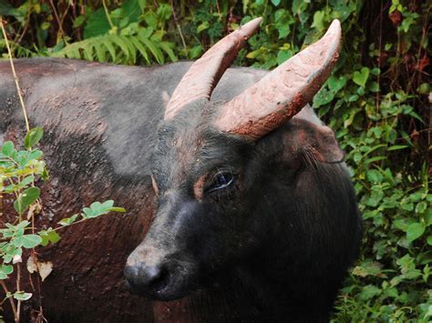 The Elusive Tamaraws of Mindoro, Philippines