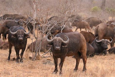 African Cape Buffalo Herd in Kruger National Park, South Africa ...