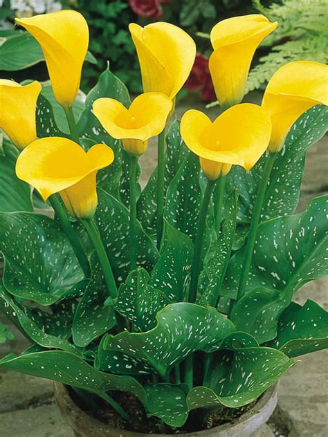 Zantedeschia elliottiana (Golden Calla Lily) - World of Flowering Plants