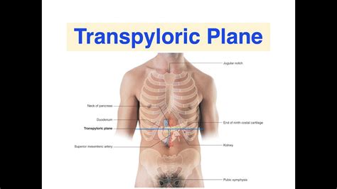 Transpyloric Plane - YouTube