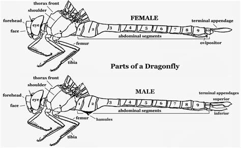 The Odonata