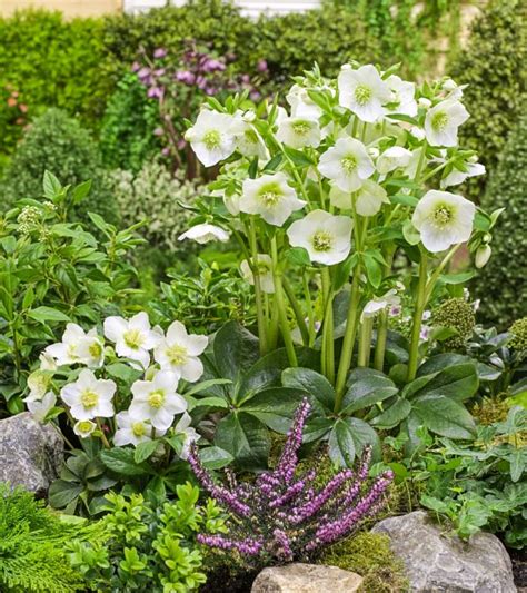 How To Grow Spring Blooming Hellebore Flowers- National Garden Bureau