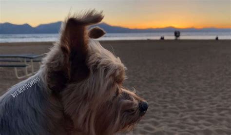 Dog-Friendly South Lake Tahoe, CA: 8 Things to do with Your Dog - (Updated2024) Wet Nose Escapades