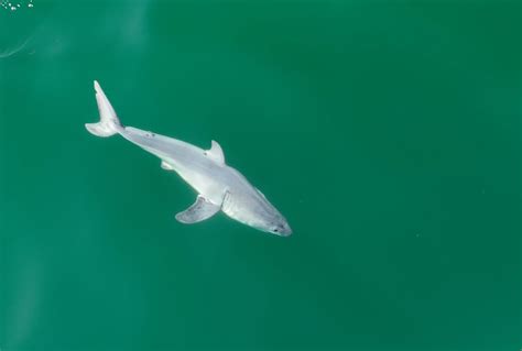 Pictures may offer a rare glimpse of a baby great white shark - The Washington Post