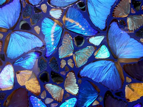 Damien Hirst Butterflies