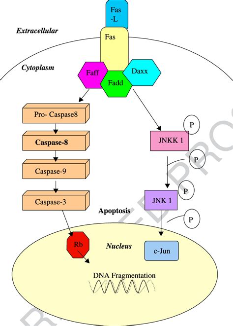 Fas apoptotic signalling pathway. There are two pathways for Fas... | Download Scientific Diagram