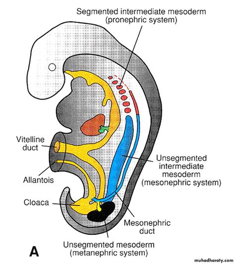 Urinary system pptx - D. Sumeya - Muhadharaty