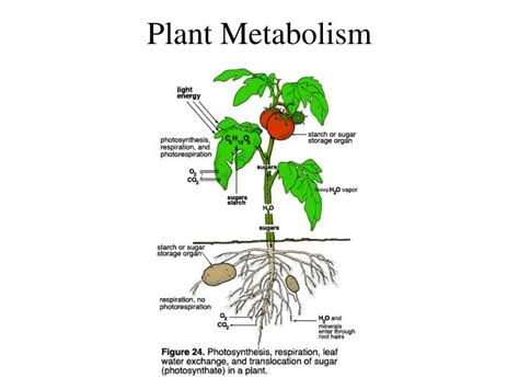 PPT - Plant Metabolism PowerPoint Presentation - ID:268407