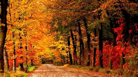 Autumn Forest Path Wallpapers - Top Free Autumn Forest Path Backgrounds ...