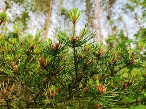 What Is A Scotch Pine: Caring For A Scotch Pine Tree In The Home Landscape