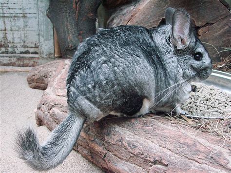 Chinchilla : poids, taille, longévité, habitat, alimentation - Dictionnaire des animaux