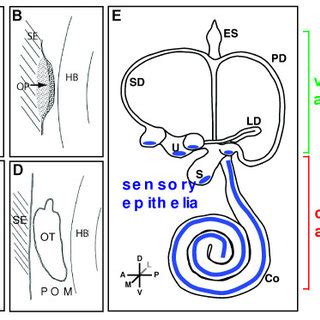 Developmental milestones in mouse inner ear formation. Competence of ...