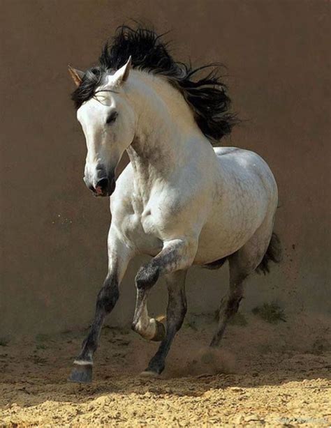 Magnificent dapple grey horse with black mane and tail—striking color ...