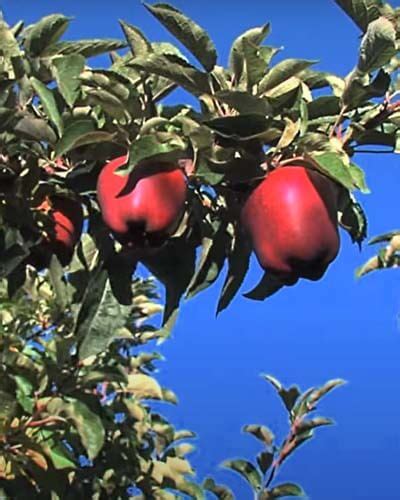 11+ Red Apple Tree Varieties – World of Garden Plants