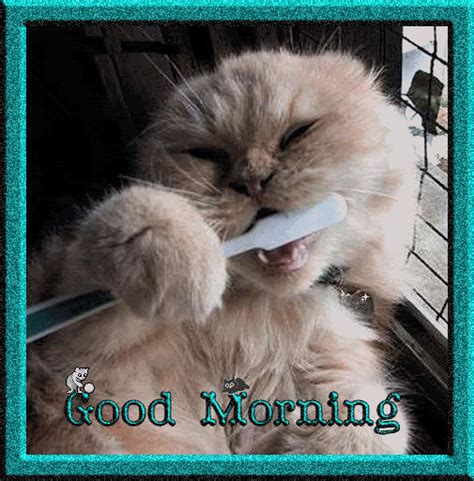 Good Morning – Cat Brushing Teeth - Good Morning Wishes & Images