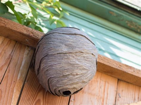Paper Wasp Nest Identification