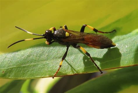 Unknown fly/wasp | NatureSpot