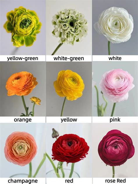 Multicolor Ranunculus Seeds