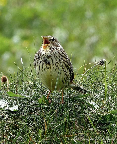 Corn Bunting | Birds, Bunting, Corn