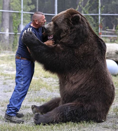 Bear with him: Man grabs attention for hugging big bears | | pantagraph.com