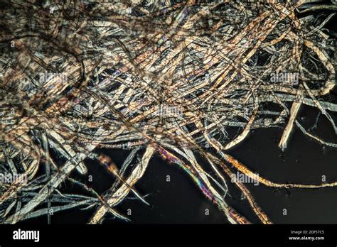 Paper fibers under the microscope 100x Stock Photo - Alamy