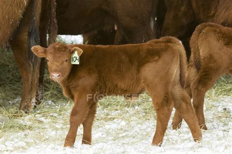 Red angus calves and cows on ranch in snowy field, southwest Alberta ...