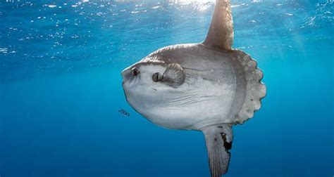 Meet The Ocean Sunfish, The Giant Sea-Dweller Known As Mola Mola