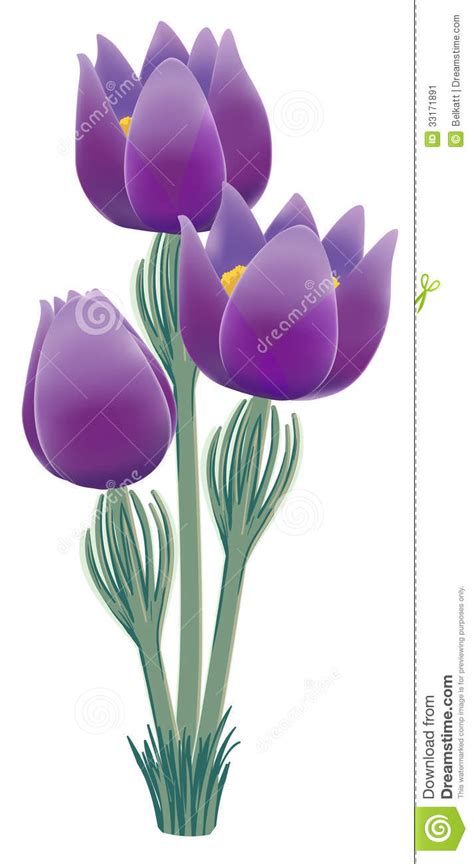 Pasque flower clipart - Clipground